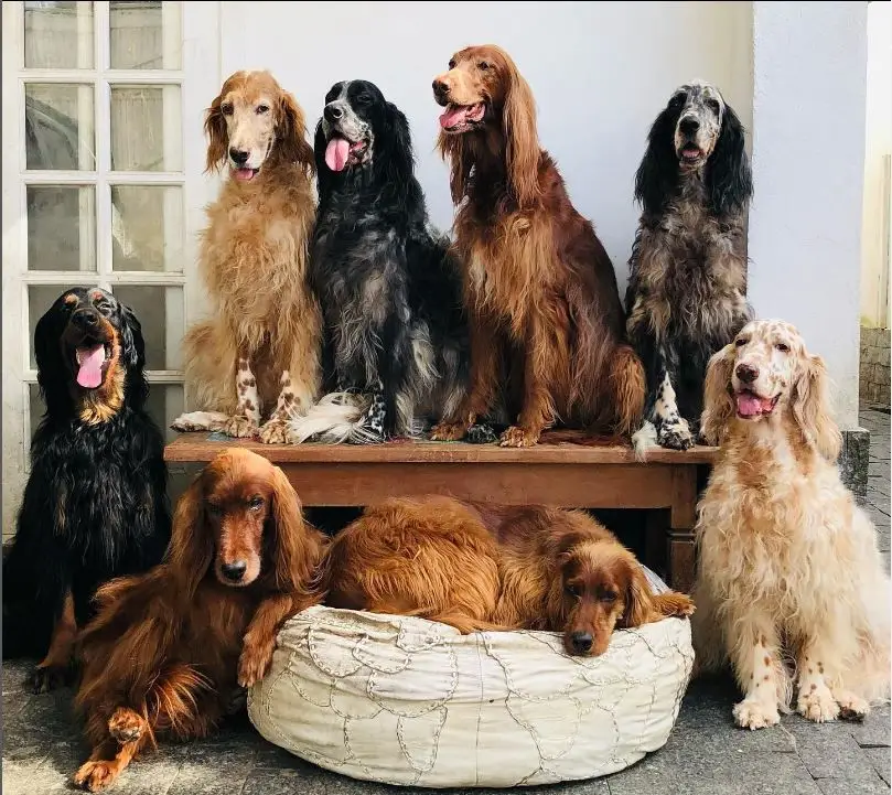 Cães Jeff Machado