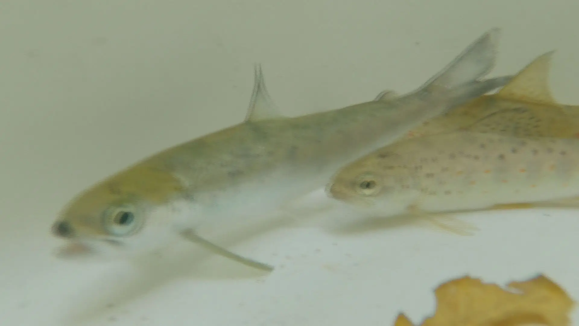 Salmão do Atlântico está perto da extinção em Portugal