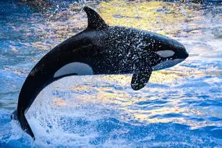 Porque andam as orcas a atacar embarcações: estão assustadas ou apenas a brincar?