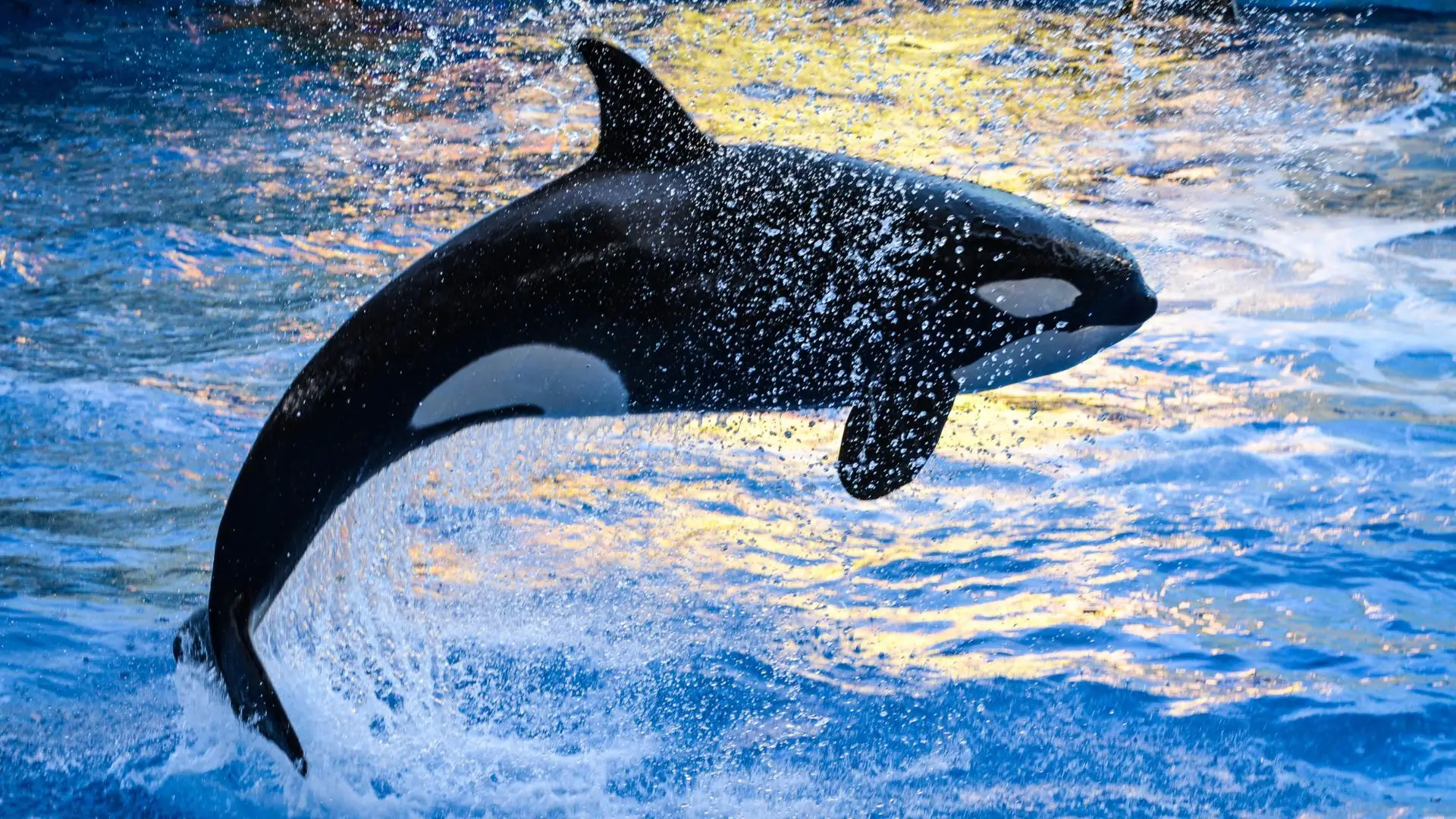 Conhecidas como “baleias assassinas”, as orcas não são baleias, mas sim um mamífero da família dos golfinhos