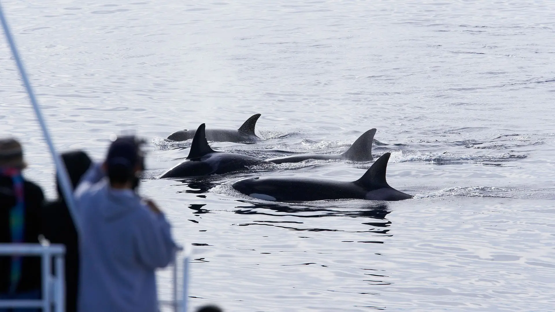 Orcas afundam iate após ataque na costa de Marrocos