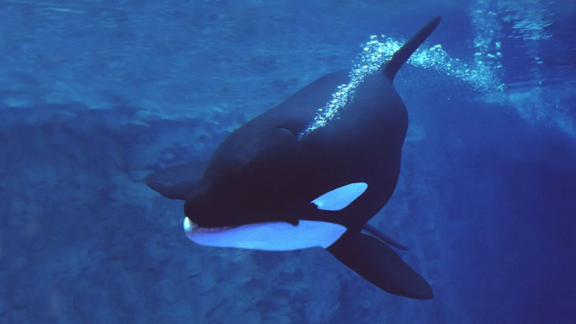 Porque andam as orcas a atacar embarcações: estão assustadas ou apenas a brincar?