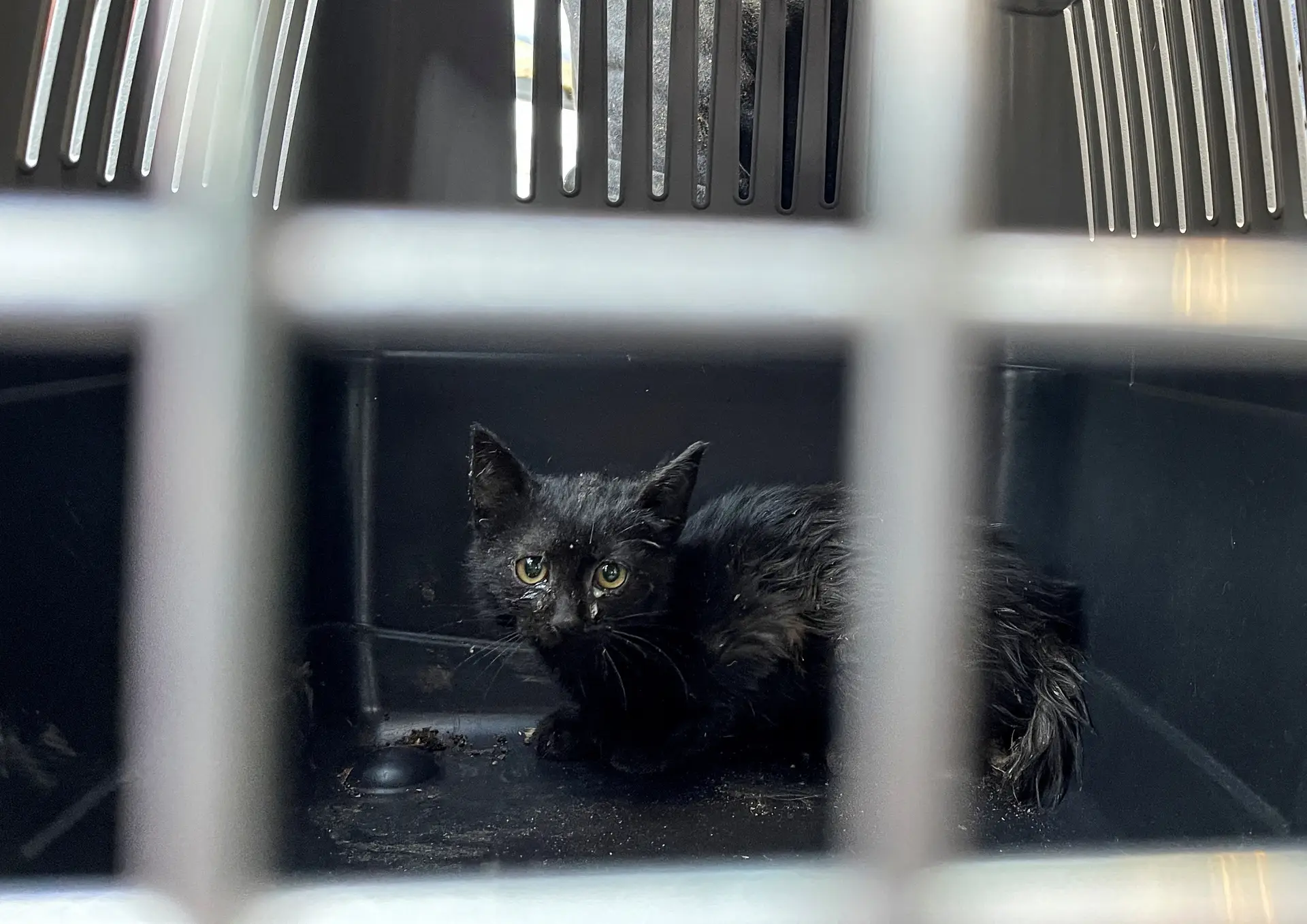 Família resgata gato bebé preso num cano nos EUA: Acho que temos que ficar  com ele - SIC Notícias