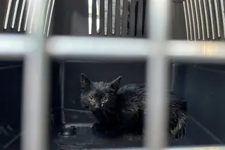 O momento em que um gato bebé é resgatado depois de passar três dias preso num cano