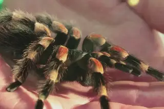 É possível aprender a ultrapassar o medo de aranhas grandes e peludas?