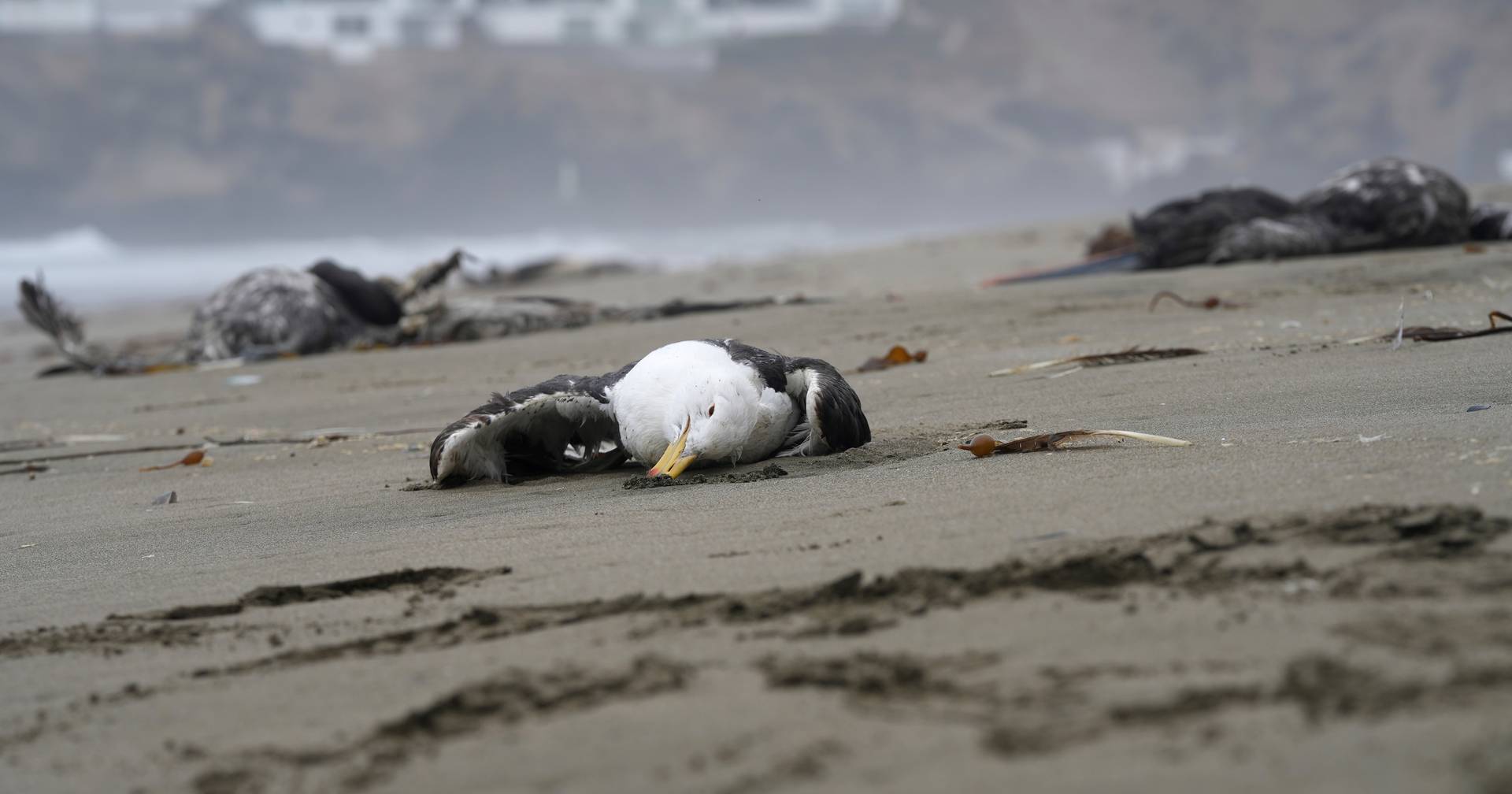 Cientos de pájaros han aparecido misteriosamente en una playa de Chile