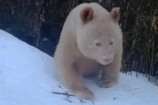 Único panda albino do mundo foi visto na China