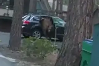 Polícia resgata urso preso dentro de um carro