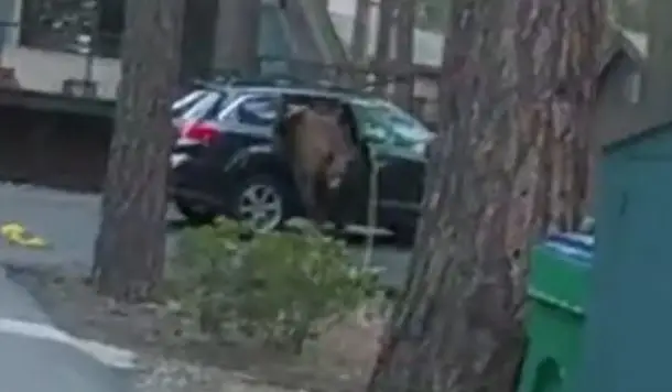 Polícia resgata urso preso dentro de um carro
