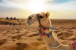 Clonagem de camelos: o negócio milionário que acontece no Dubai