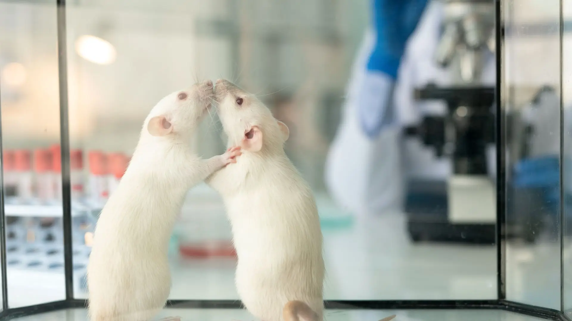 A vida (e a morte) de um rato de laboratório