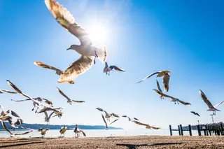 Chile: centenas de aves aparecem misteriosamente mortas em praia