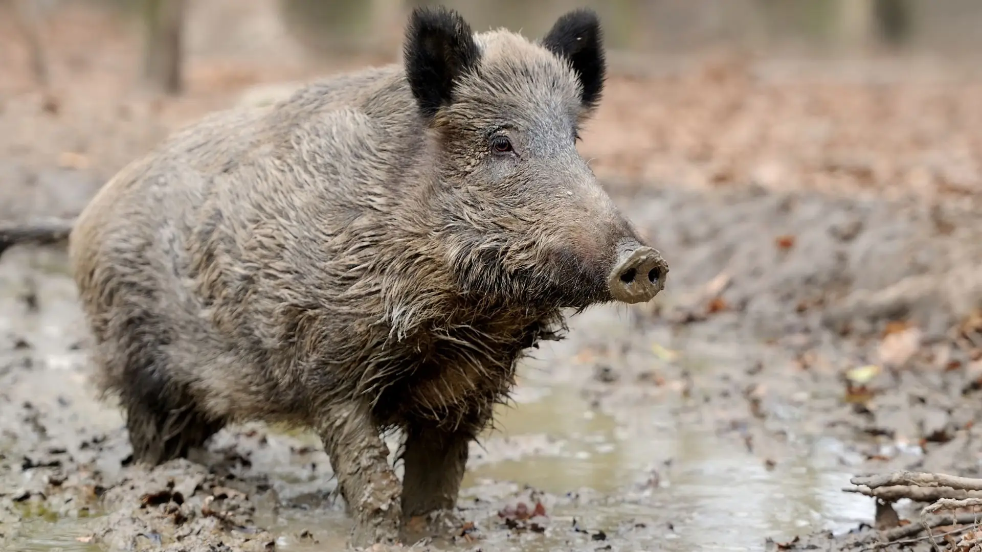 Javali morto a tiro depois de atacar duas pessoas na praia