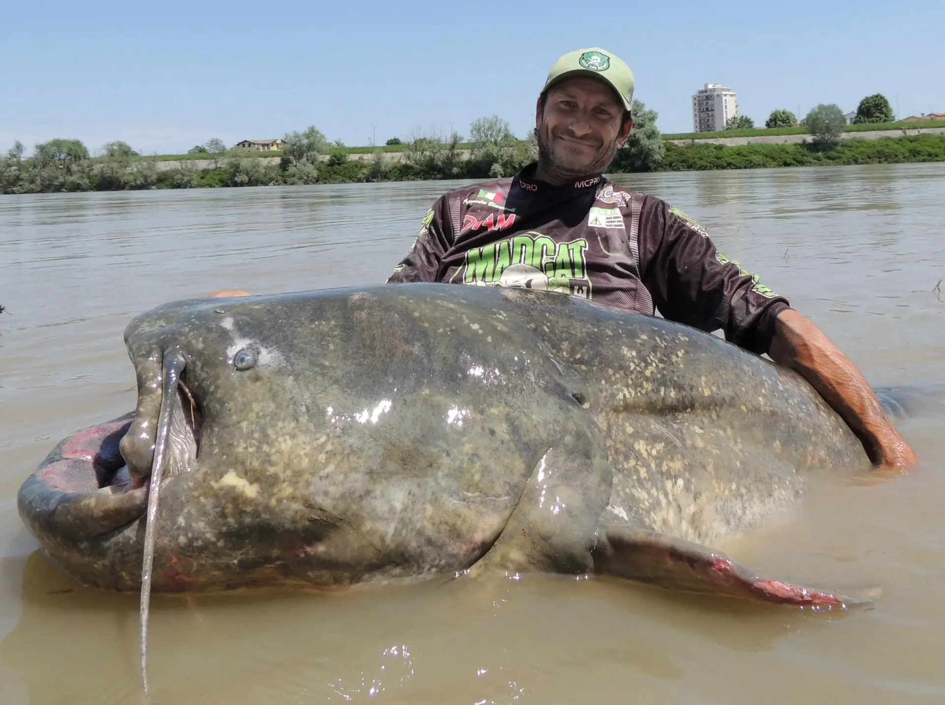Peixe-gato com quase três metros pescado em Itália poderá bater recorde ...