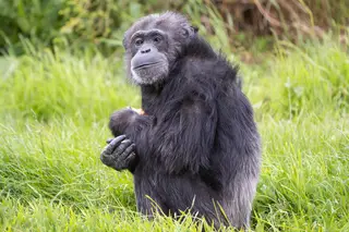 Um dos chimpanzés mais velhos da Europa fez 50 anos