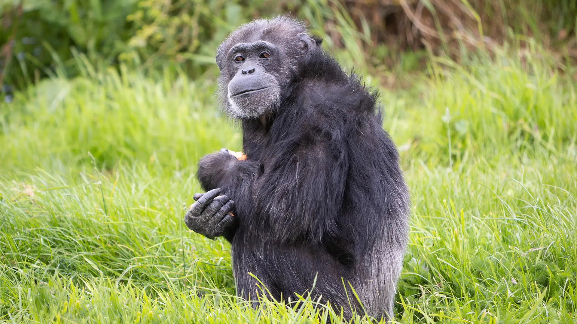 Um dos chimpanzés mais velhos da Europa fez 50 anos