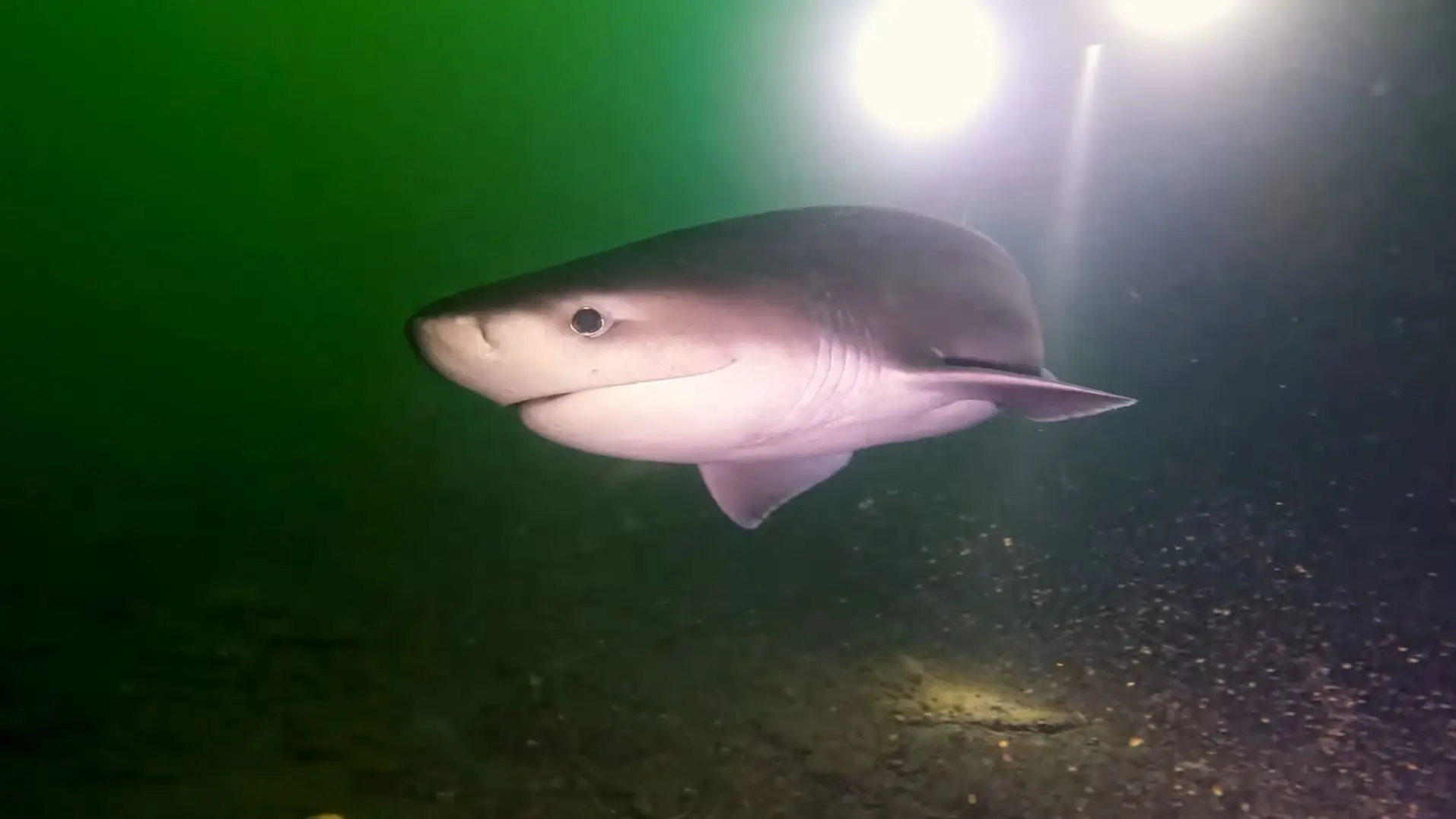 Mergulhadores surpreendidos por tubarão raro: Foi tão bonito de se ver -  SIC Notícias
