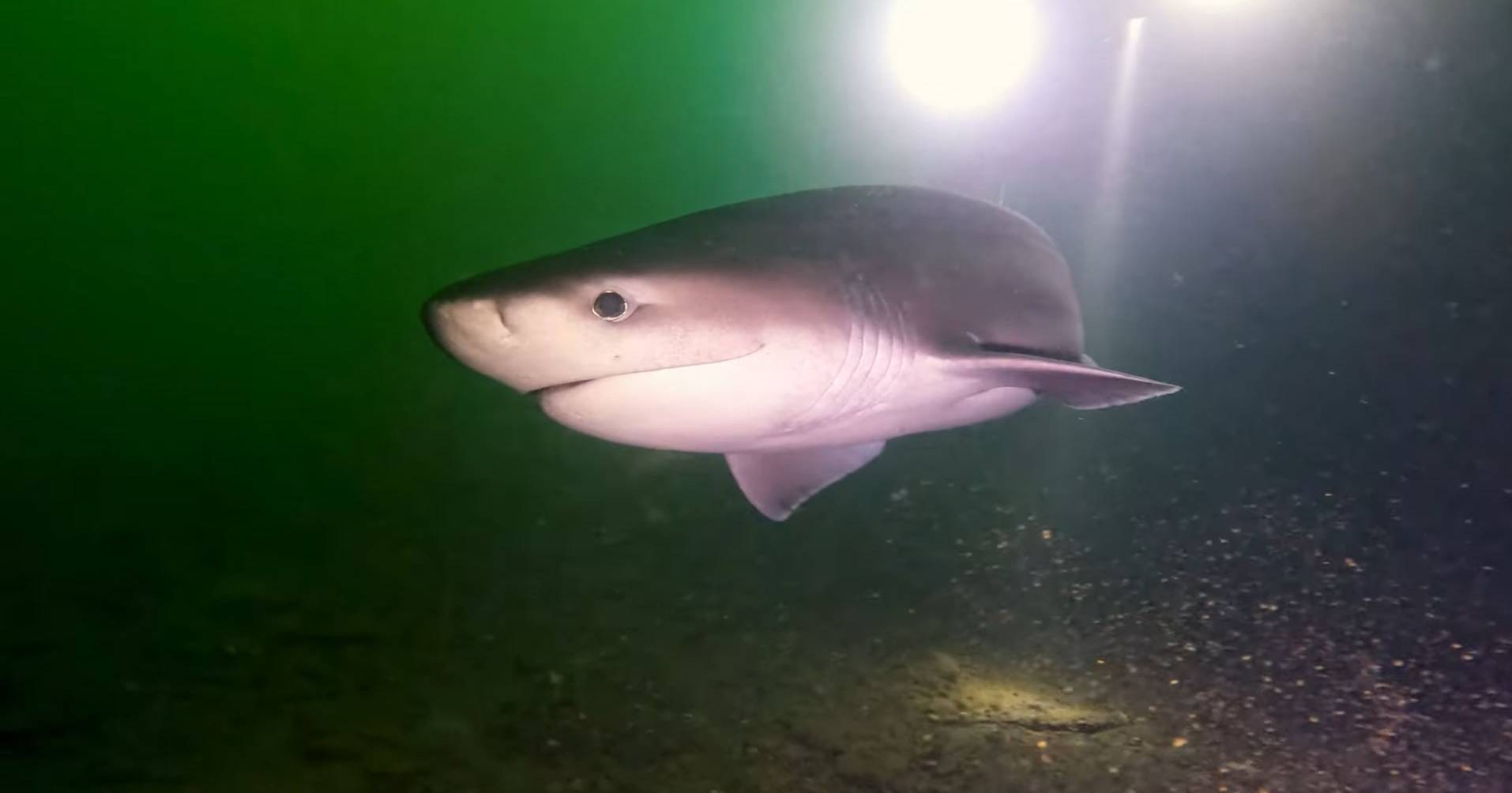 Divers surprised by a rare shark: “It was so beautiful to see”
