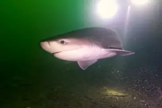 Mergulhadores surpreendidos por tubarão raro: "Foi tão bonito de se ver"