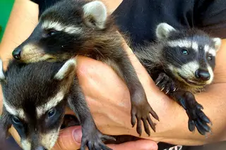 Destruição da barragem de Kakhovka: centenas de animais mortos no Zoo devido às inundações
