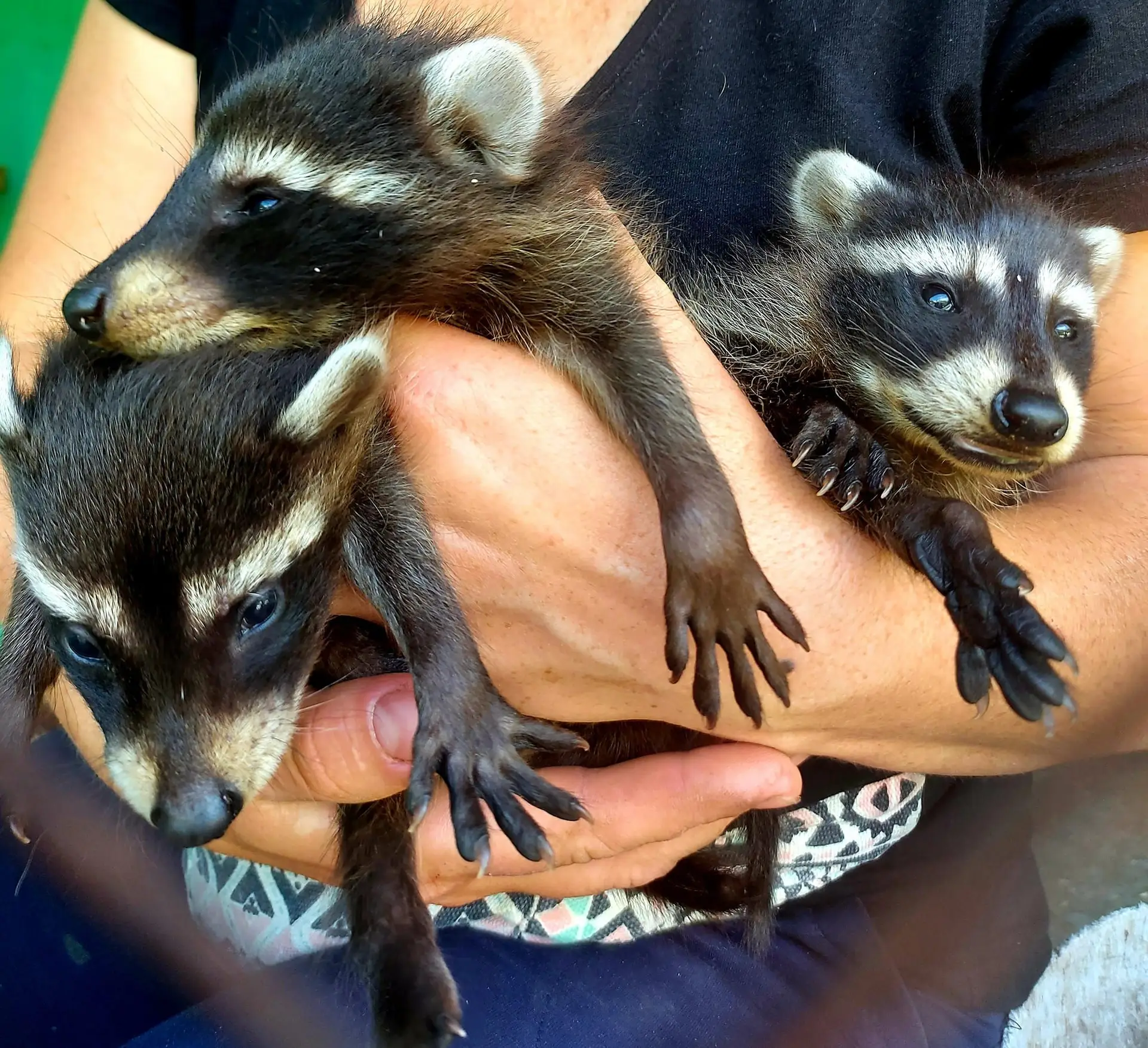 Uma mulher segura guaxinins bebés