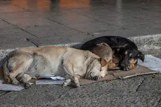 Matilha de cães vadios assusta moradores e turistas em Aveiro