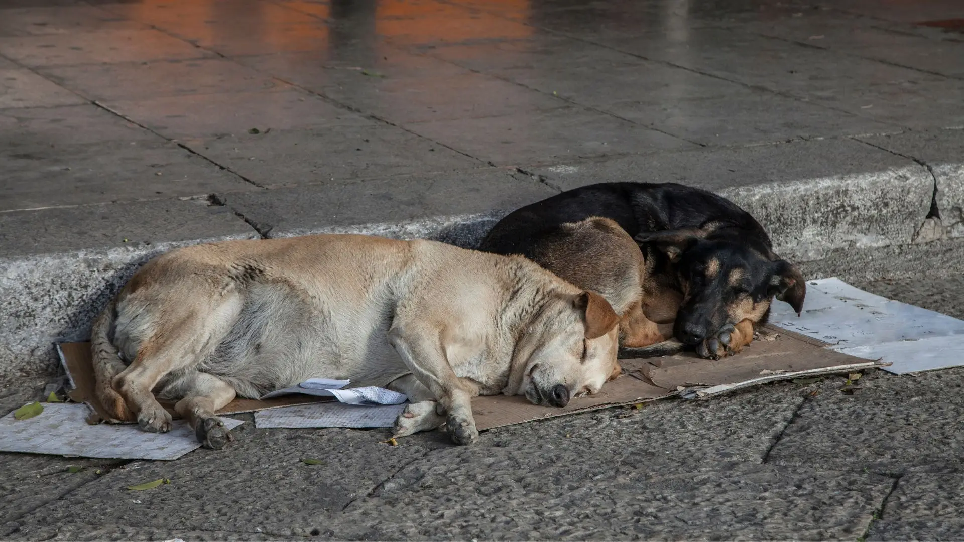 Cães vadios (imagem de arquivo)
