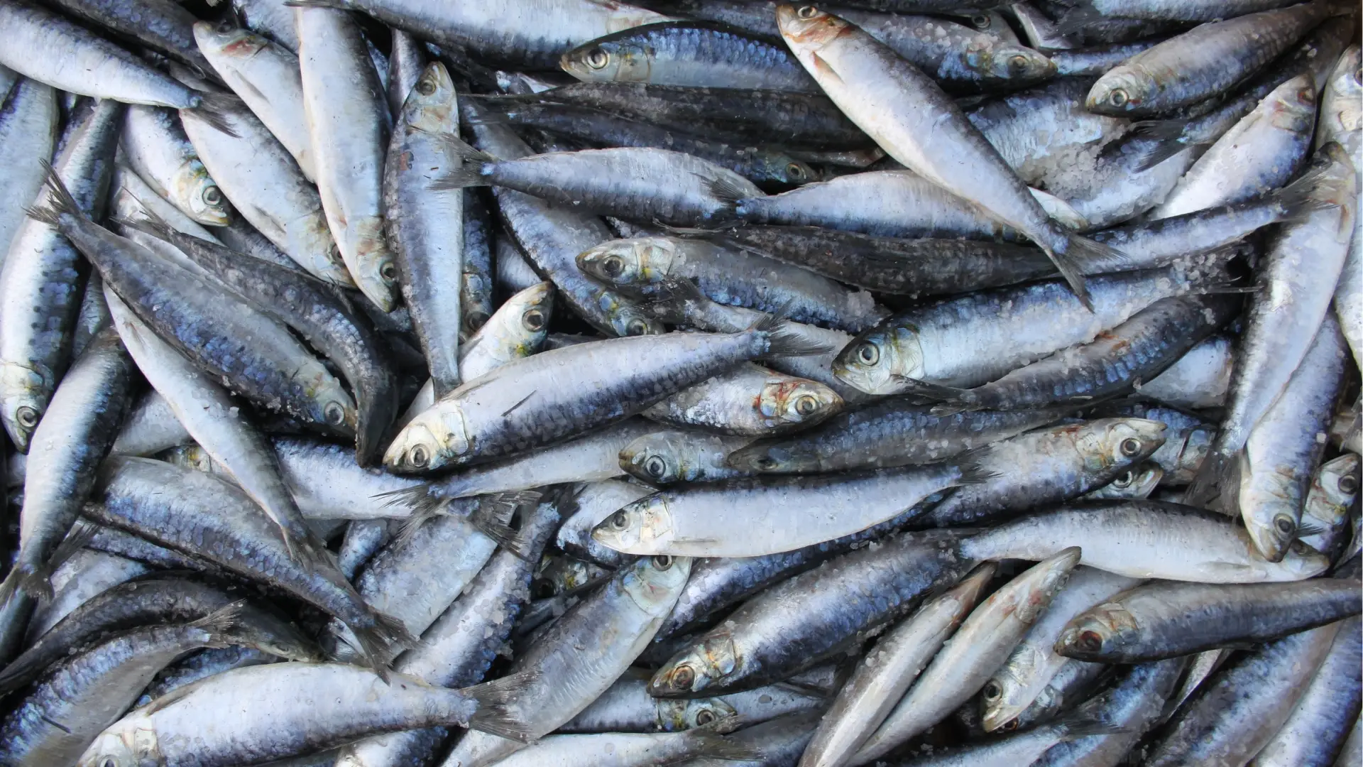 Pescadores podem voltar a pescar sardinhas