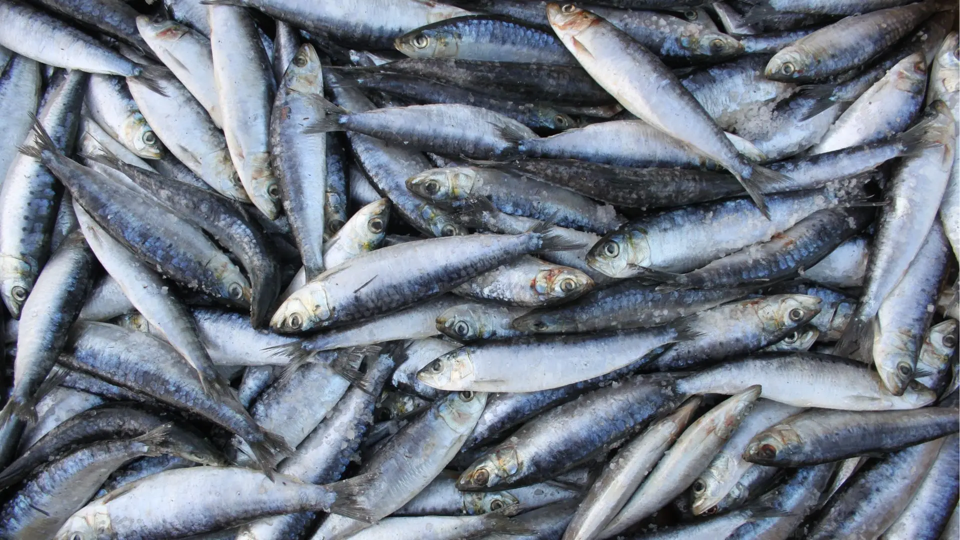 Novos limites para a pesca da sardinha já têm data para entrar em vigor