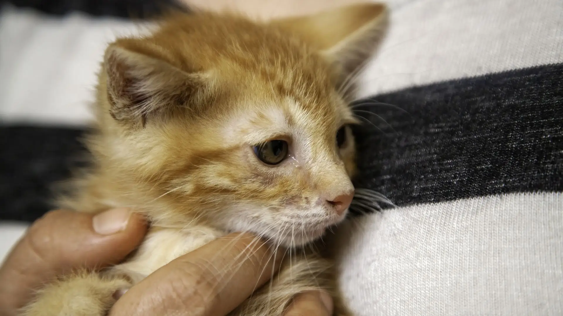 Adotar um gatinho bebé está a valer um bónus nos EUA - SIC Notícias