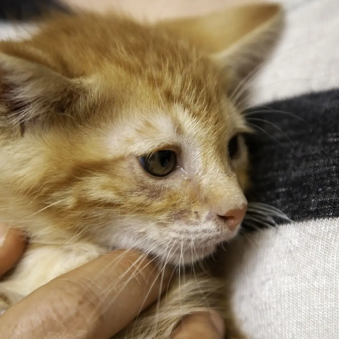 Família resgata gato bebé preso num cano nos EUA: Acho que temos que ficar  com ele - SIC Notícias