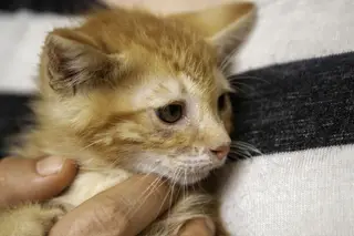 Família resgata gato bebé preso num cano nos EUA: "Acho que temos que ficar com ele"
