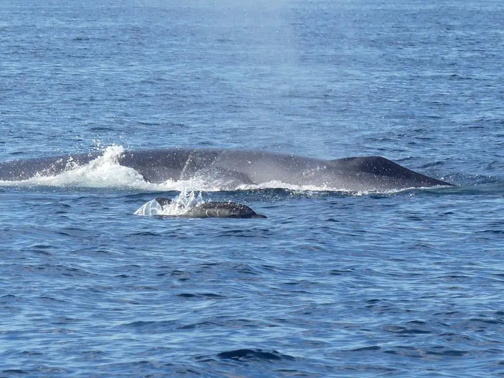 Uma baleia-comum nada junto a um golfinho-comum, ao largo do Algarve