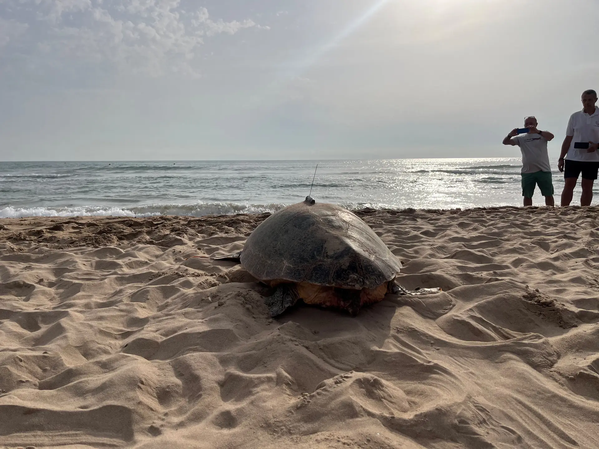 Como é que o aquecimento global está a influenciar as tartarugas no Mediterrâneo?