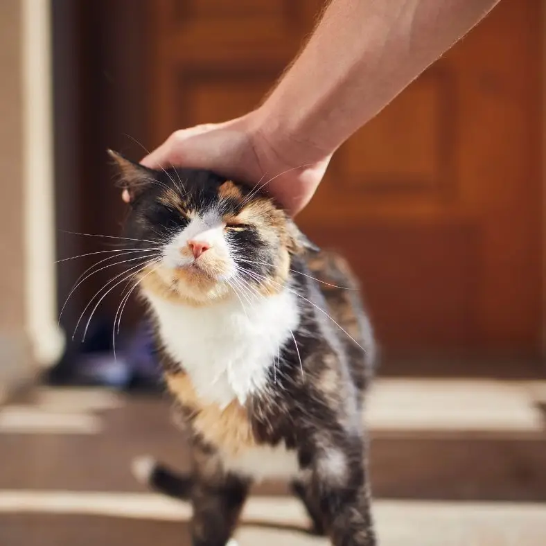 MY CAT - 50 Dólares  COMO GANHAR DINHEIRO COM GATOS 