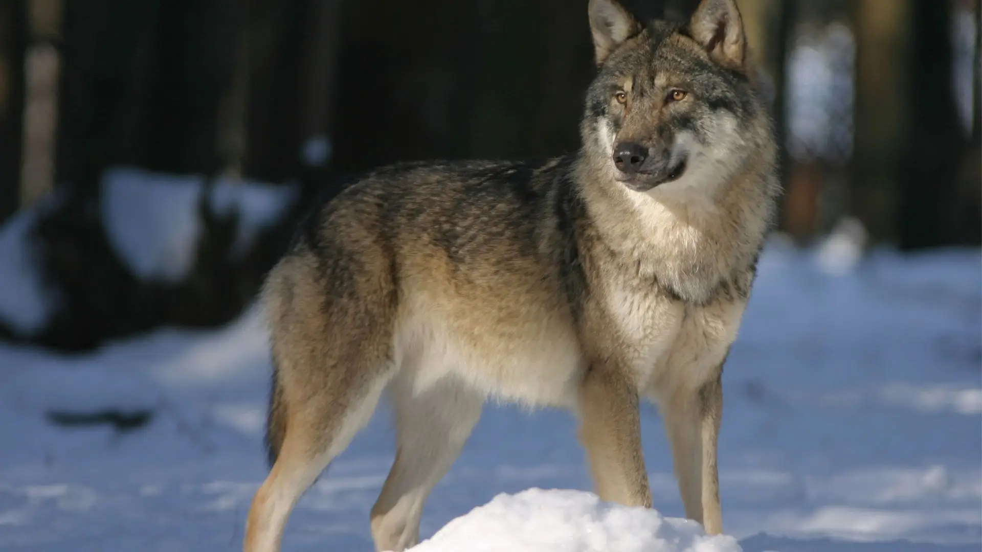 Lobos ficam com as orelhas em pé quando ouvem vozes familiares