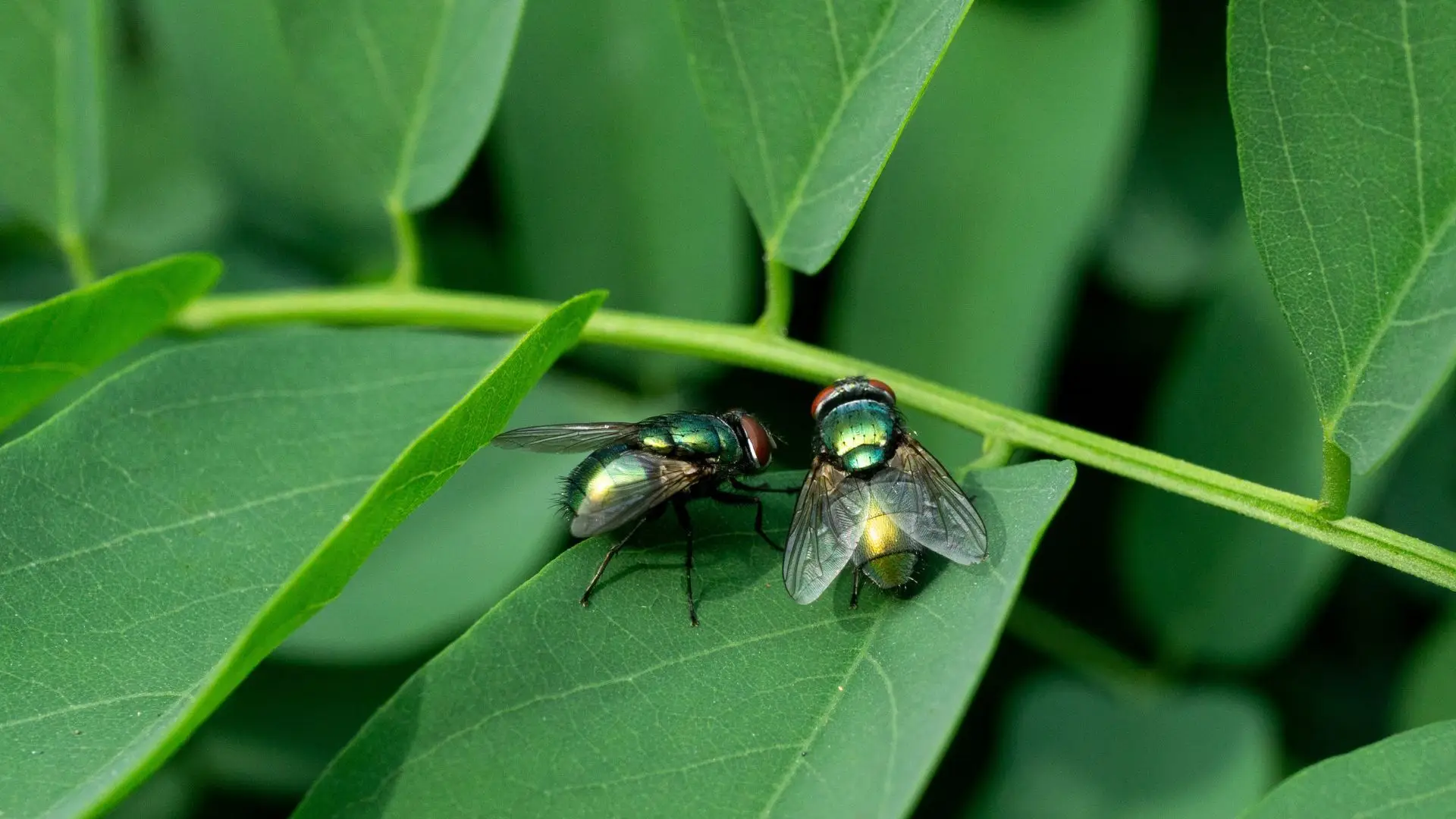 Já ouviu falar das moscas Drácula? Estão na lista negra de picadas a evitar