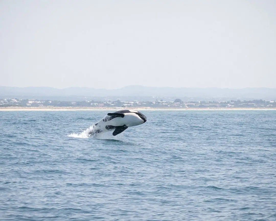 "Mais um dia com orcas": se navega à vela, evite a região de Faro