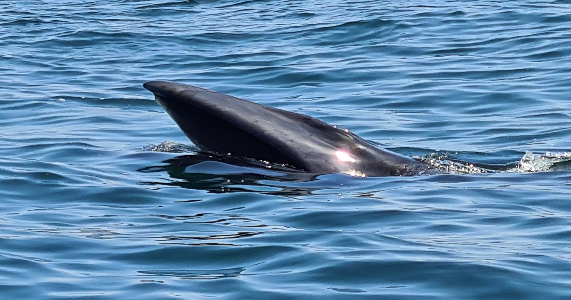 Os golfinhos voltaram a subir o Tejo, mas por quanto tempo vão lá