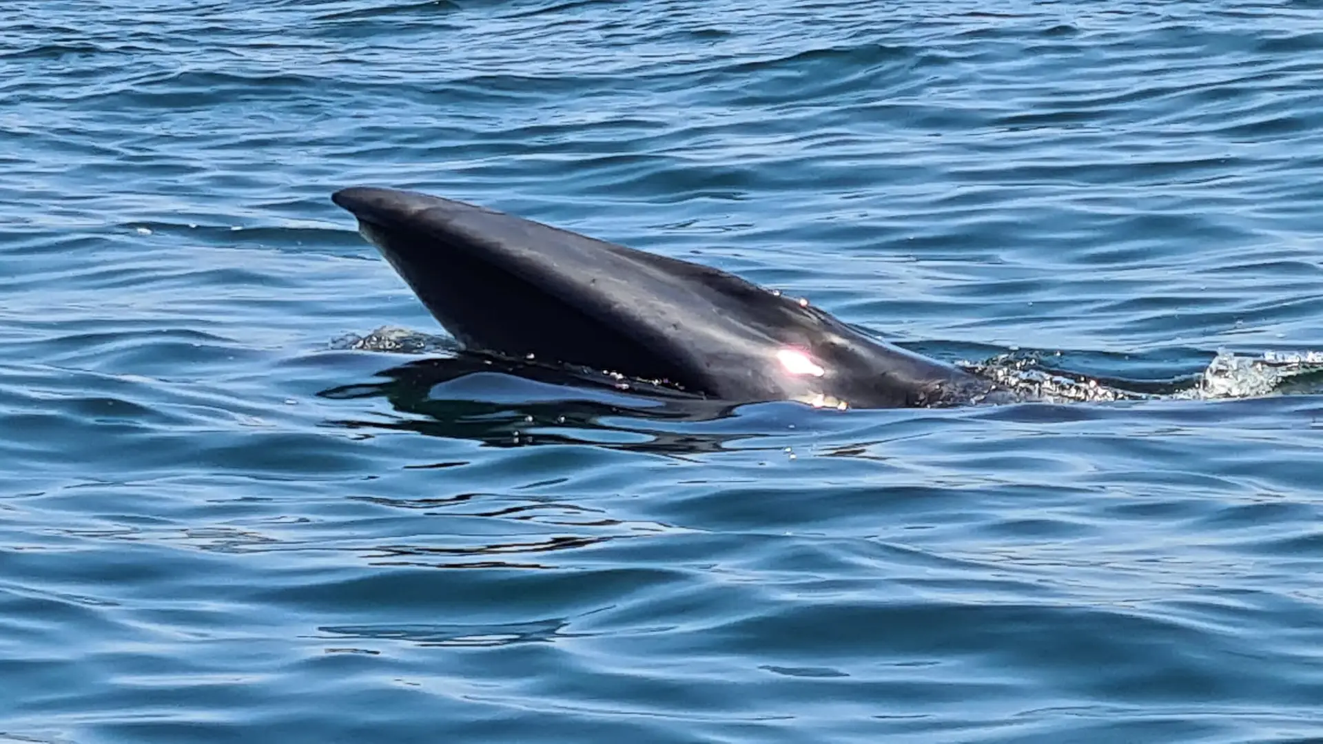 Baleia-sardinheira alimenta-se ao largo do Estoril