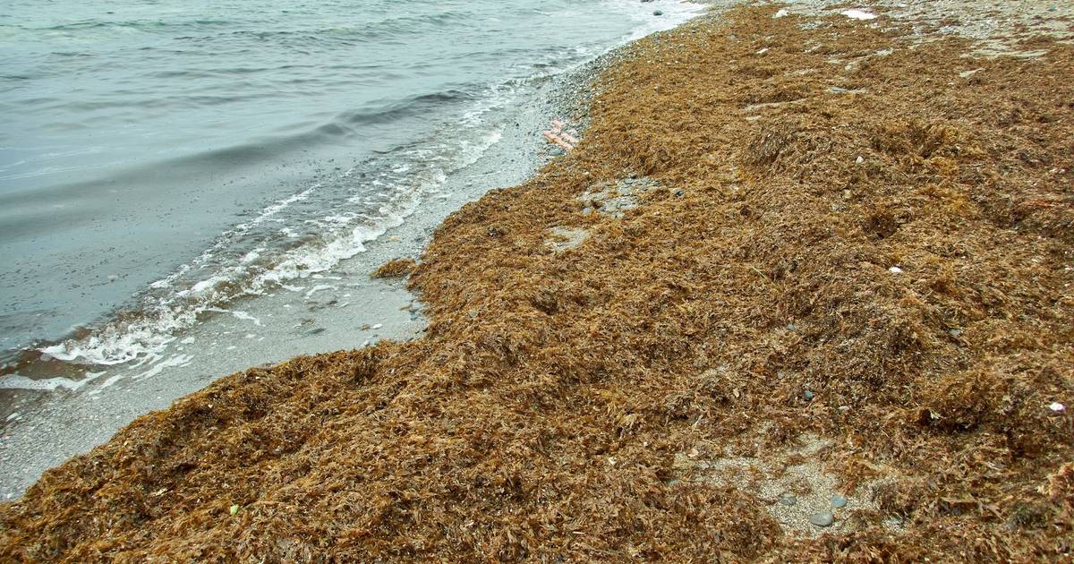 Un'alga invasiva si diffonde lungo la costa di Sines e minaccia la biodiversità marina