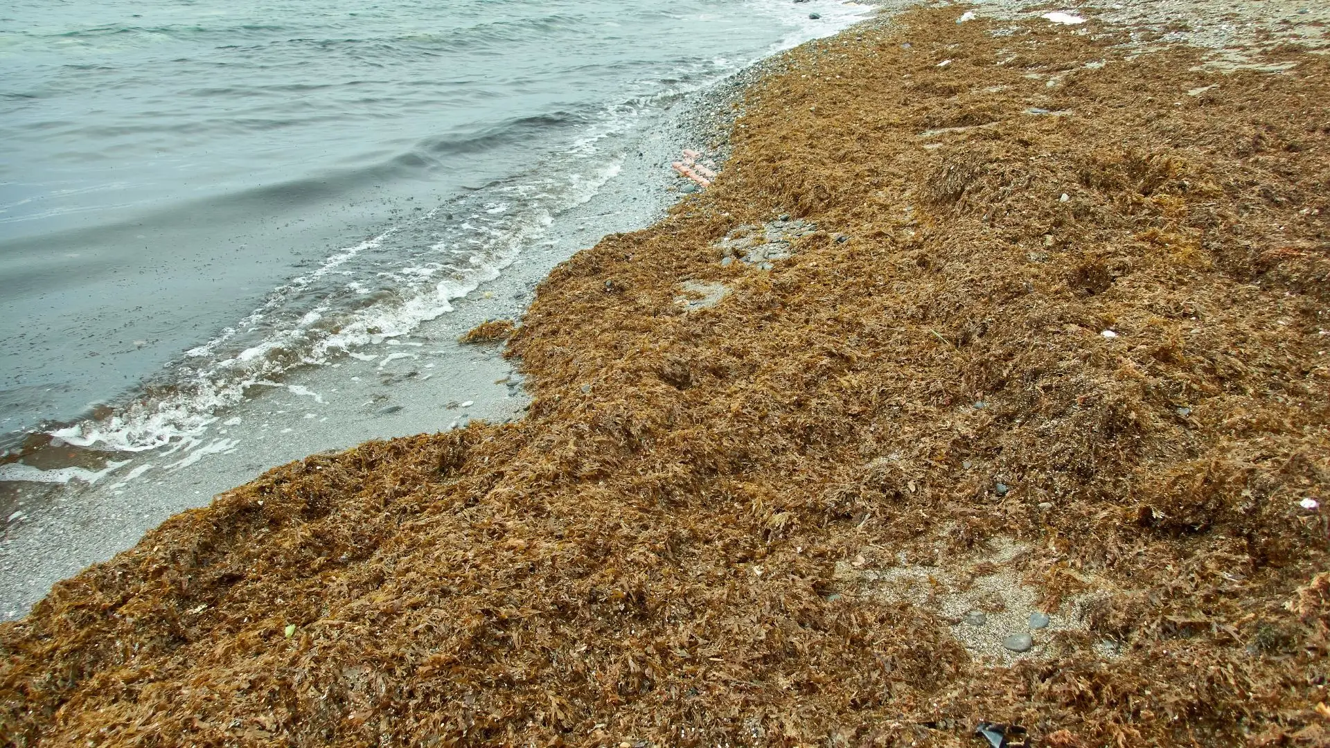 Identificados os perigos da alga asiática que está a invadir a costa do barlavento algarvio