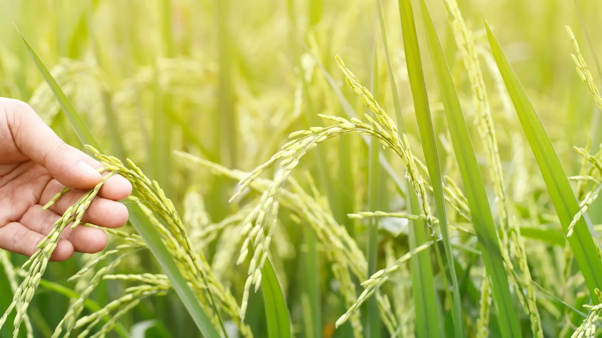 Arroz atingiu preços recorde e pode (ainda) subir mais
