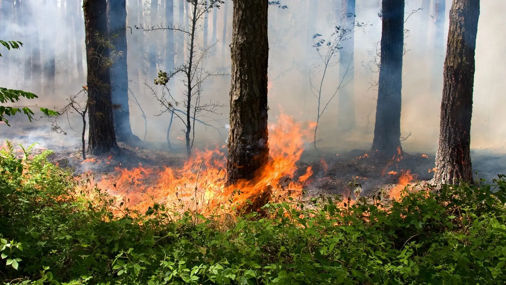 Dezanove concelhos em perigo máximo de incêndio