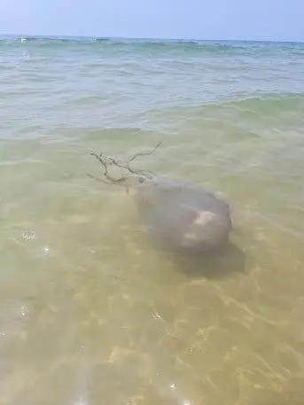 É grande e não deve ser tocada: medusa-tambor avistada nas praias do Algarve