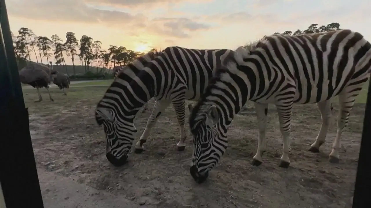 Zebra foge do Jardim Zoológico de Belgrado e deixa três pessoas feridas
