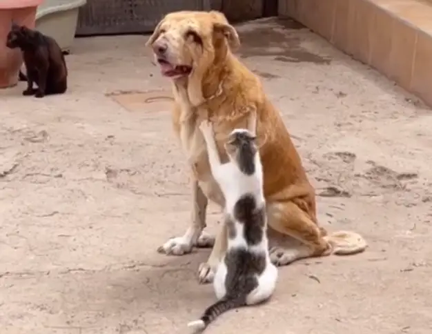 Amizade improvável: cão idoso cego encontra consolo nas massagens de gatos