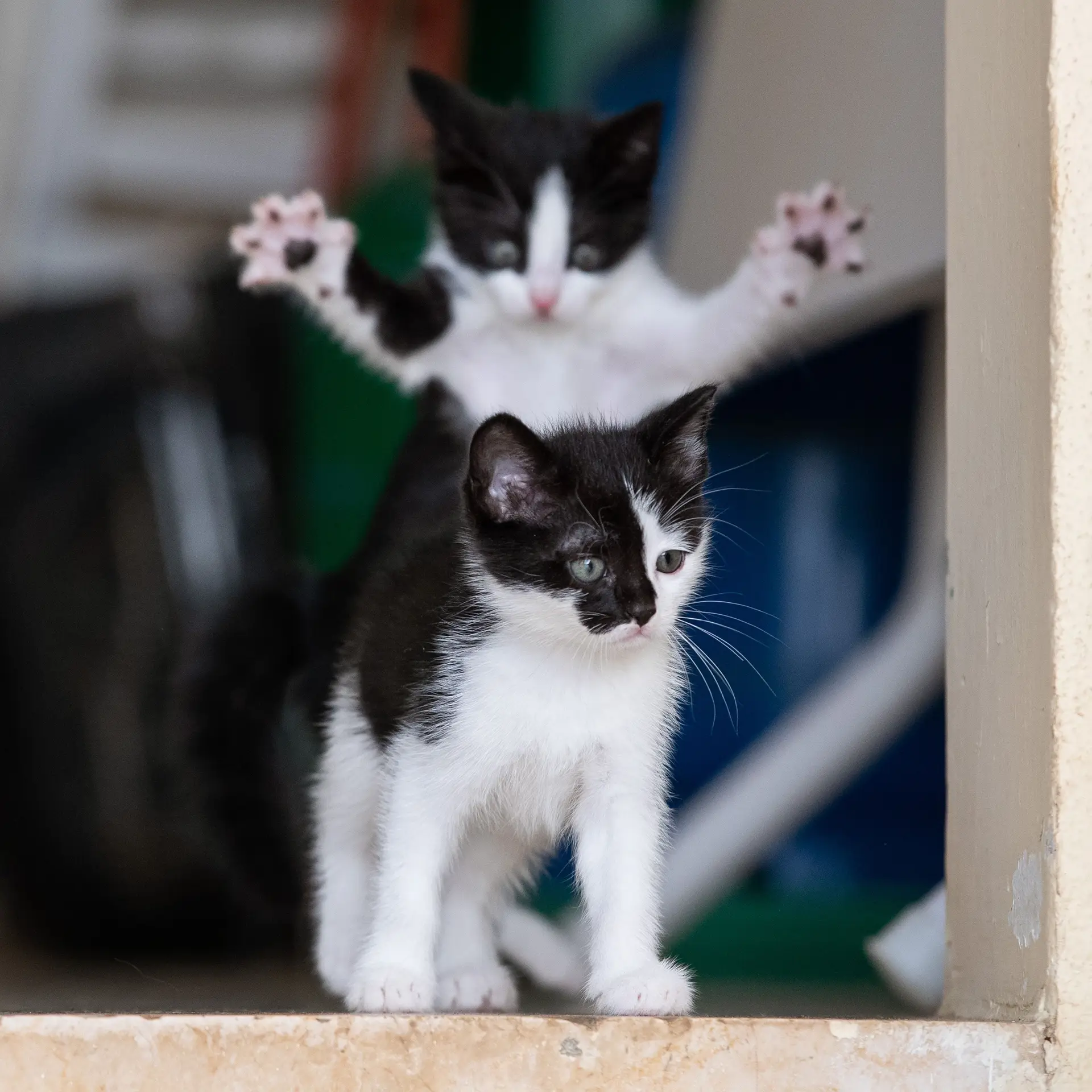 Animais fofos fazendo coisas engraçadas 2022 - cães e Gatos