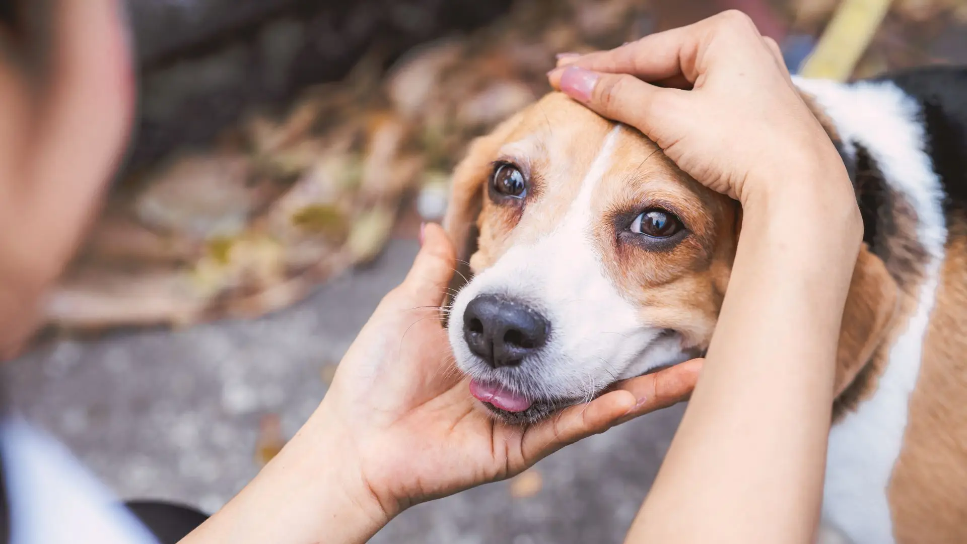 Cerca de 80.000 animais vivem em centros de recolha