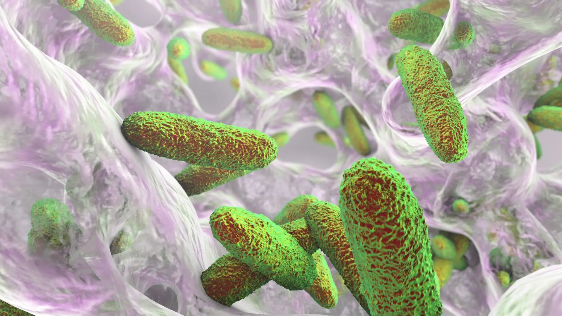 Klebsiella, conheça a bactéria multirresistente que afeta 11 bebés no ...